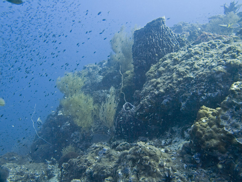 Underwater Scene, Southwest Pinnacle